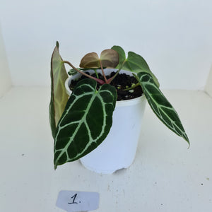 #1 Anthurium Crystallinum Hybrid - 2 heads