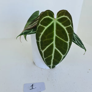 #1 Anthurium Crystallinum Hybrid - 2 heads