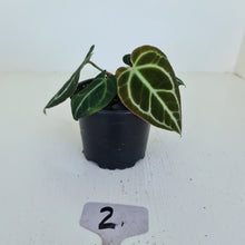 Load image into Gallery viewer, #2 Anthurium Crystallinum Hybrid