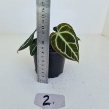 Load image into Gallery viewer, #2 Anthurium Crystallinum Hybrid