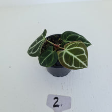 Load image into Gallery viewer, #2 Anthurium Crystallinum Hybrid
