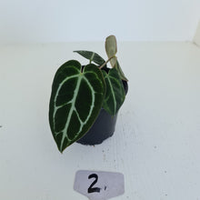Load image into Gallery viewer, #2 Anthurium Crystallinum Hybrid