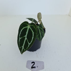 #2 Anthurium Crystallinum Hybrid