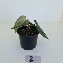 Load image into Gallery viewer, #2 Anthurium Crystallinum Hybrid