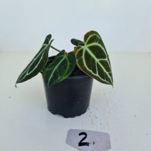 Load image into Gallery viewer, #2 Anthurium Crystallinum Hybrid