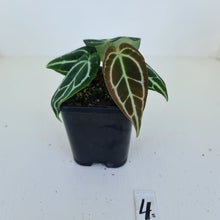 Load image into Gallery viewer, #4 Anthurium Crystallinum Hybrid - 2 heads