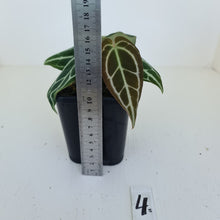 Load image into Gallery viewer, #4 Anthurium Crystallinum Hybrid - 2 heads