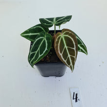 Load image into Gallery viewer, #4 Anthurium Crystallinum Hybrid - 2 heads