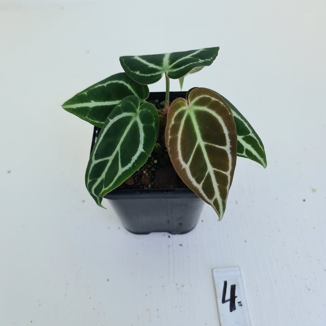 #4 Anthurium Crystallinum Hybrid - 2 heads