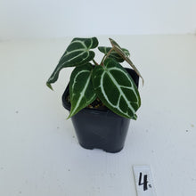 Load image into Gallery viewer, #4 Anthurium Crystallinum Hybrid - 2 heads