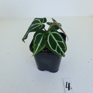 #4 Anthurium Crystallinum Hybrid - 2 heads