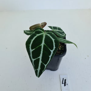 #4 Anthurium Crystallinum Hybrid - 2 heads