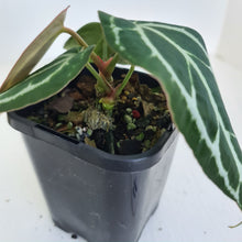 Load image into Gallery viewer, #4 Anthurium Crystallinum Hybrid - 2 heads