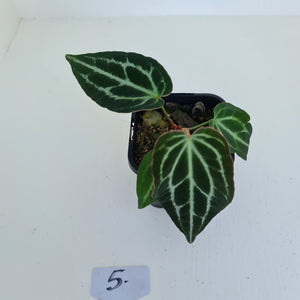 #5 Anthurium Crystallinum Hybrid