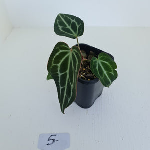 #5 Anthurium Crystallinum Hybrid