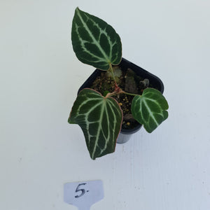 #5 Anthurium Crystallinum Hybrid