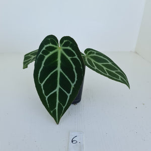 #6 Anthurium Crystallinum Hybrid