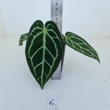 Load image into Gallery viewer, #6 Anthurium Crystallinum Hybrid