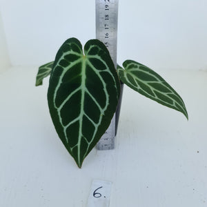 #6 Anthurium Crystallinum Hybrid