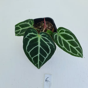 #6 Anthurium Crystallinum Hybrid