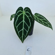 Load image into Gallery viewer, #6 Anthurium Crystallinum Hybrid