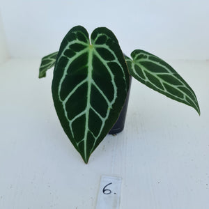 #6 Anthurium Crystallinum Hybrid
