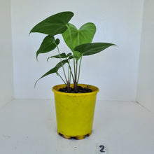 Load image into Gallery viewer, #2 Anthurium Macrolobium x - 2 heads