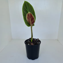 Load image into Gallery viewer, Philodendron Subhastatum - Rooted tip cutting