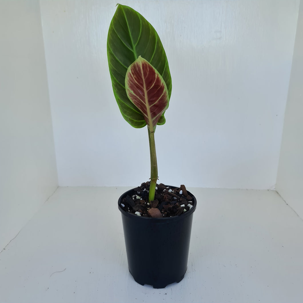 Philodendron Subhastatum - Rooted tip cutting