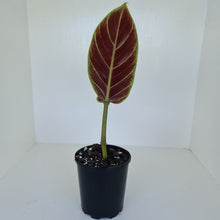 Load image into Gallery viewer, Philodendron Subhastatum - Rooted tip cutting