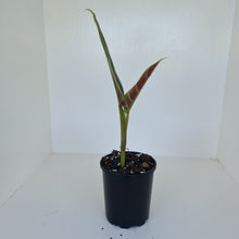 Load image into Gallery viewer, Philodendron Subhastatum - Rooted tip cutting