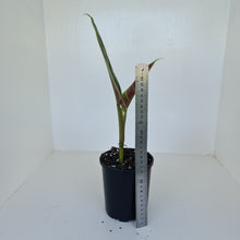 Load image into Gallery viewer, Philodendron Subhastatum - Rooted tip cutting