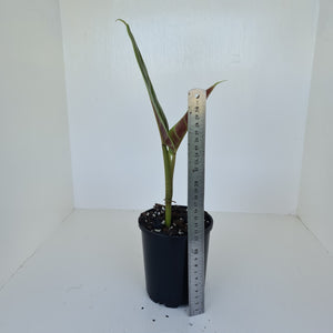 Philodendron Subhastatum - Rooted tip cutting