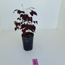 Load image into Gallery viewer, #1 Oxalis Hedysaroides - Fire Fern