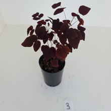 Load image into Gallery viewer, #3 Oxalis Hedysaroides - Fire Fern