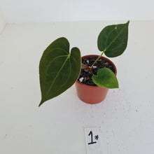 Load image into Gallery viewer, #1 Anthurium Hybrid Seedling