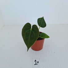 Load image into Gallery viewer, #1 Anthurium Hybrid Seedling