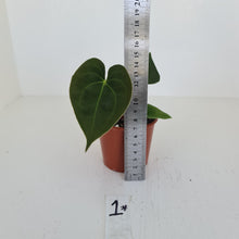 Load image into Gallery viewer, #1 Anthurium Hybrid Seedling