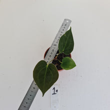Load image into Gallery viewer, #1 Anthurium Hybrid Seedling
