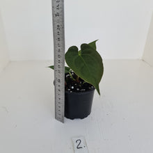 Load image into Gallery viewer, #2 Anthurium Hybrid Seedling