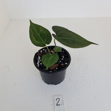 Load image into Gallery viewer, #2 Anthurium Hybrid Seedling