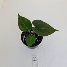 Load image into Gallery viewer, #2 Anthurium Hybrid Seedling