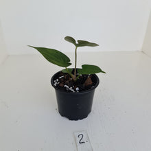 Load image into Gallery viewer, #2 Anthurium Hybrid Seedling