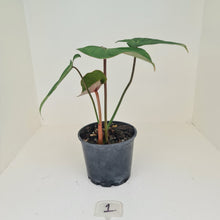 Load image into Gallery viewer, #1 Philodendron Gloriosum