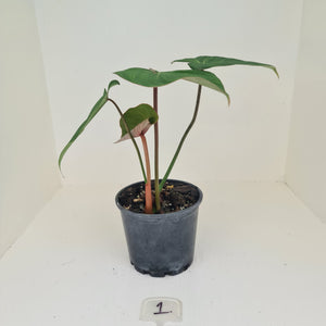 #1 Philodendron Gloriosum