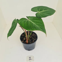 Load image into Gallery viewer, #1 Philodendron Gloriosum