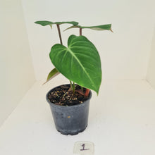 Load image into Gallery viewer, #1 Philodendron Gloriosum