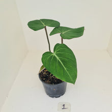 Load image into Gallery viewer, #1 Philodendron Gloriosum
