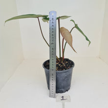 Load image into Gallery viewer, #1 Philodendron Gloriosum
