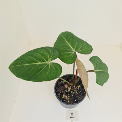 #1 Philodendron Gloriosum